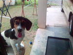 Mandy - Beagle + Jack Russell Terrier Dog