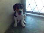 Mandy - Beagle + Jack Russell Terrier Dog