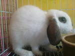 PF20366 - Lop Eared Rabbit