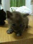 Urgent!!cute Kittens For Adoption!! - Domestic Short Hair Cat