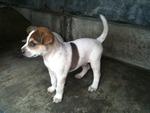 4 Puppies Waiting For Adoption - Mixed Breed Dog