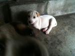 4 Puppies Waiting For Adoption - Mixed Breed Dog