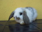 Imported Ginger - Holland Lop Rabbit