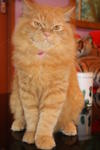 Rockie - Persian Cat