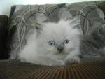 PF20712 - Persian Cat