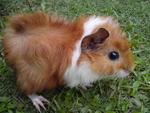Ucop - Guinea Pig Small & Furry