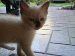 PF20760 - Domestic Short Hair Cat