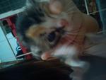 Baby Kittens - Domestic Medium Hair Cat