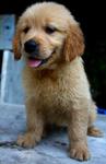 PF20963 - Golden Retriever Dog