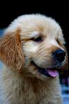 PF20963 - Golden Retriever Dog