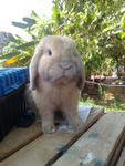 Holland Lop - Holland Lop Rabbit