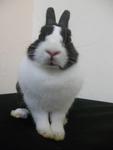 Odah - Netherland Dwarf Rabbit