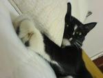 Skunkee - Tuxedo Cat