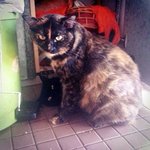 Meh Cia ( Wirehair ) - American Shorthair Cat