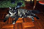 Meh Cia ( Wirehair ) - American Shorthair Cat