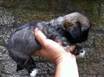 Shih Tzu Mix Pekingese Puppy  - Shih Tzu Dog