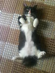 I luve to sleep like this...i'm fat..so i feel less hot sleeping like this