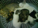 Tux kitten sleeping with popok kitten..they get along soo well