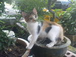 Cik Tom - Domestic Medium Hair Cat