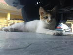 Cik Tom - Domestic Medium Hair Cat