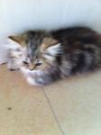 Persian Kitten - Persian Cat