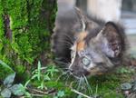 Meadow - Domestic Medium Hair Cat