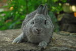 Nd - Netherland Dwarf Rabbit