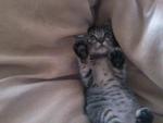 Beanie - Tabby + Tiger Cat