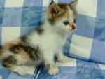 Flower Kitty - Domestic Medium Hair + Domestic Short Hair Cat