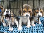 Champion Line Beagle Puppies - Beagle Dog