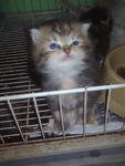 Orihime - Persian Cat