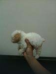 White Tcup Poodle For Sales Rm1480 - Poodle Dog