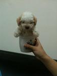 White Tcup Poodle For Sales Rm1480 - Poodle Dog