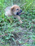 1 Month Old Puppies - Mixed Breed Dog