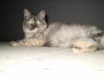 Moonsie - Persian + Domestic Short Hair Cat