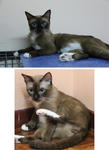 Memey - Siamese + Domestic Short Hair Cat