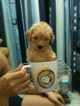 Latte Tcup Poodle Rm1480 (3 Mths) - Poodle Dog