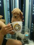 Latte Tcup Poodle Rm1480 (3 Mths) - Poodle Dog