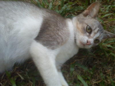 Orange Fishcake And Scampy - Domestic Short Hair Cat