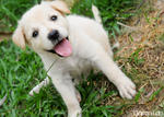 For Adoption :) - Labrador Retriever Mix Dog