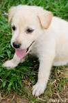 For Adoption :) - Labrador Retriever Mix Dog