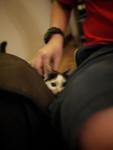 Tabatha - Domestic Short Hair + Calico Cat