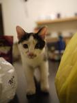 Tabatha - Domestic Short Hair + Calico Cat