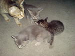 Abu N Kawan2 - Applehead Siamese + Domestic Medium Hair Cat