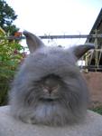 English Angora - Angora Rabbit Rabbit