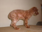 Small Size Toy Poodle Puppy. - Poodle Dog