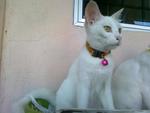 Txeru And Lorei - Domestic Short Hair Cat