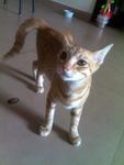Meow - Tabby Cat