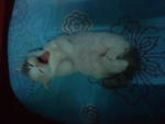 Cutie_6 (Sold) - Persian Cat