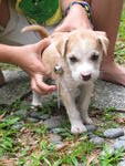 Puppy - Mixed Breed Dog